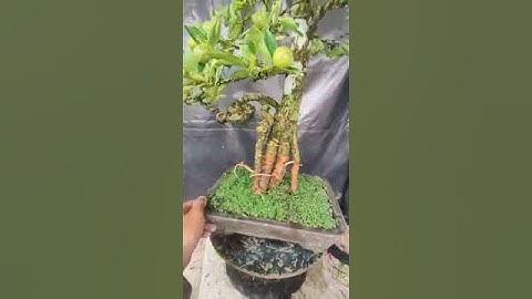 cần thăng ghép tắc lộc lh 0985263033(zalo Thanh lan)