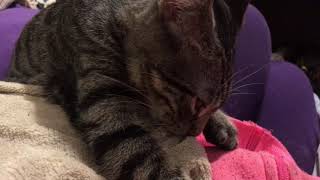 Why does my cat suck on blankets?