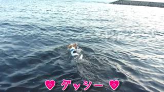 Wanderer Vol.7 Dussie