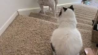 Scared Dog Tries to get Past Cat Sitting on top of Stairs