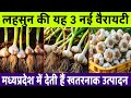 Lahsun ki best variety | Lahsun ki variety |Top 5 kismen🧄लहसुन की उन्नत किस्में🔥Lahsun ki kheti