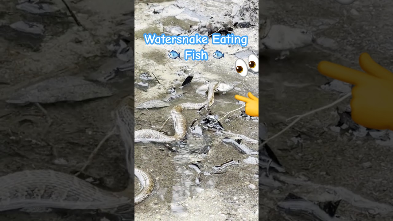 WATERSNAKE (Eating A Fish For Lunch) #shorts