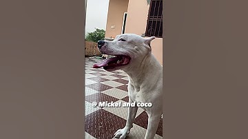 #americanbully #pitbulls #pitbullsofinstagram #love #dog #puppy #doglife #youtube #pitbull #dogs