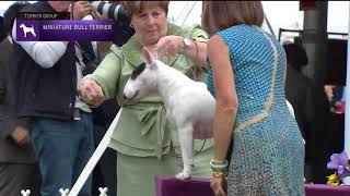 Miniature Bull Terriers | Breed Judging 2022