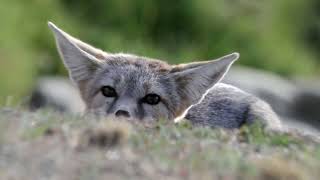 Kit Fox Clever Survivor Of The Desert