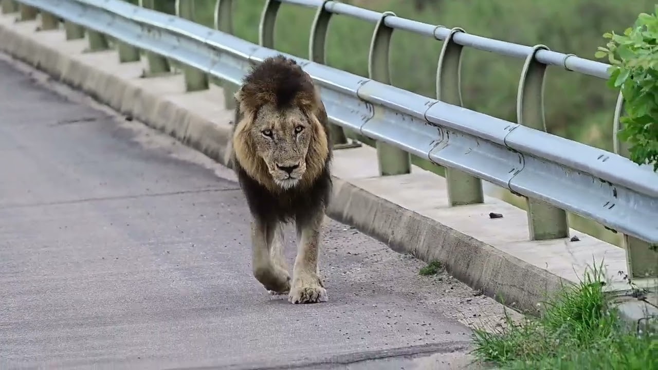 INJURY UPDATE: Male lion shows great recovery since July 2025, Kruger National Park