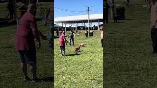 American Pit Bull Terrier Adba Dog Show Puppy Cls 2023