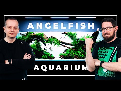 Video: Kunne du spise angelfish?