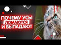 Почему у кошки выпадают и ломаются усы