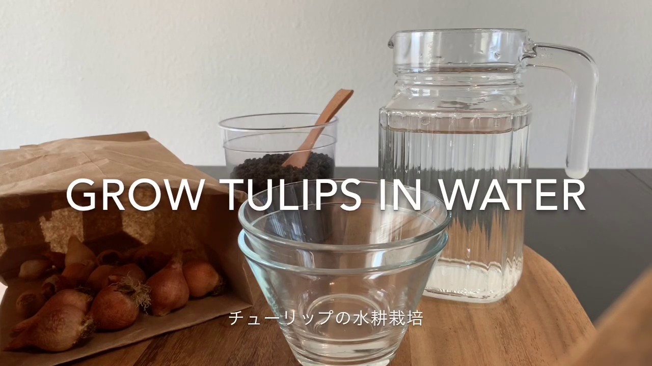 Grow Tulips in water 】チューリップの水耕栽培 - YouTube
