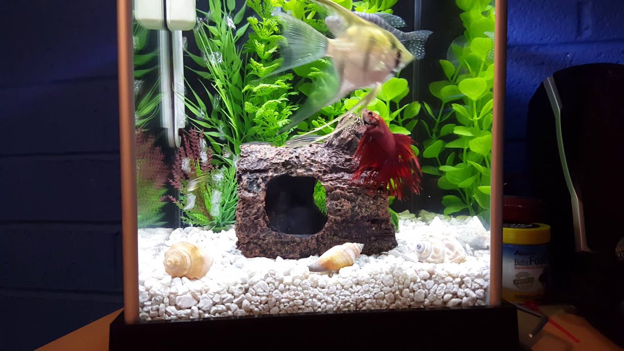 Fish Tank Diaries • Marineland 5 Gallon Aquarium Cancelled • 021016