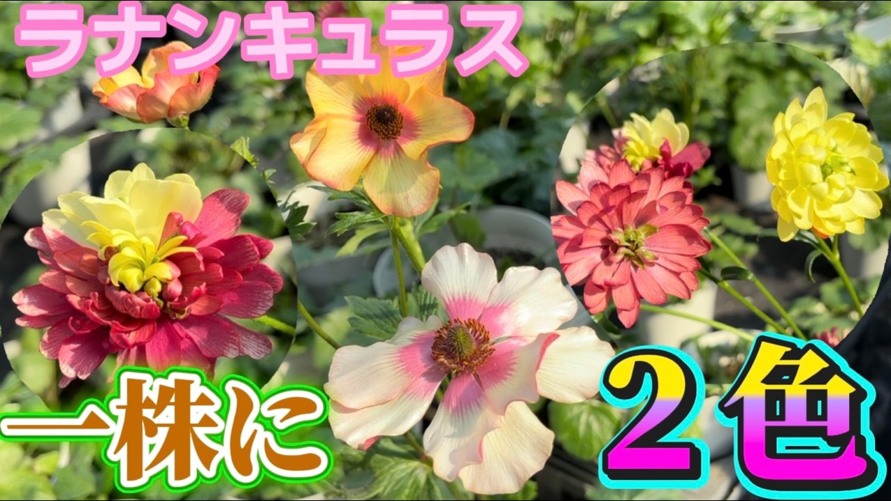 一株に２色の花が咲いたなら【ラナンキュラスラックス】【ランドセルシリーズ】【園芸のぶチャンネル】