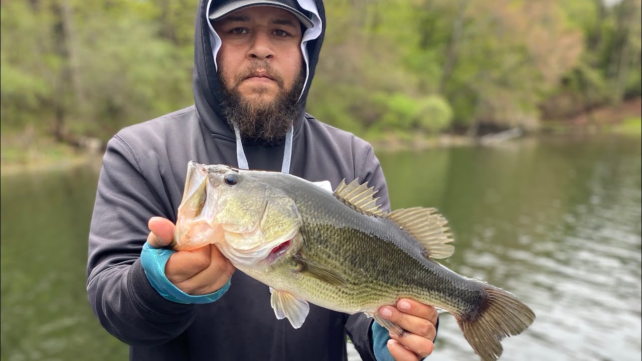 Catching largemouth bass with Big swimbaits and frogs 🐸 in local pond 🚤🐷