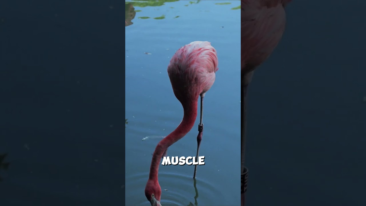 Flamingos Stand on One Leg 😲🦩 || 