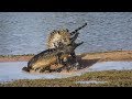 Leopard almost drowned for Crocodile hunting - The Battle Of Animals