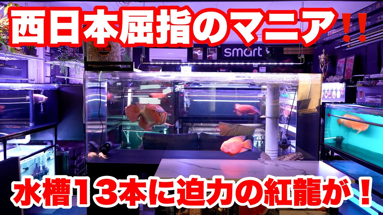【お宅訪問】西日本屈指のマニア宅訪問！アロワナ水族館が目標⁉︎#アロワナ #水槽部屋 