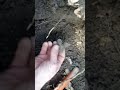 енколпіон