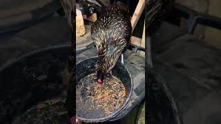 Mealworm treat for my chicken