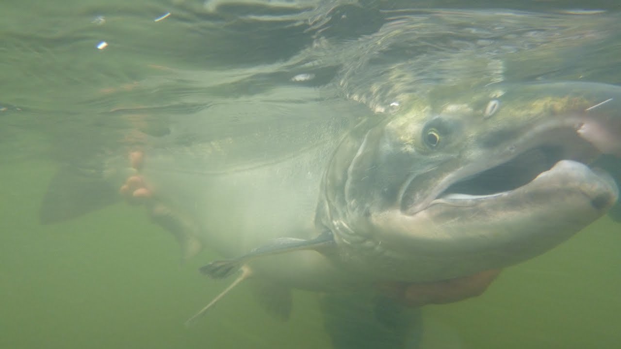 Alaska, Aleuten 2018 Tag 2 Silberlachs Frenzy / Day 2 silver salmon crazy fishing