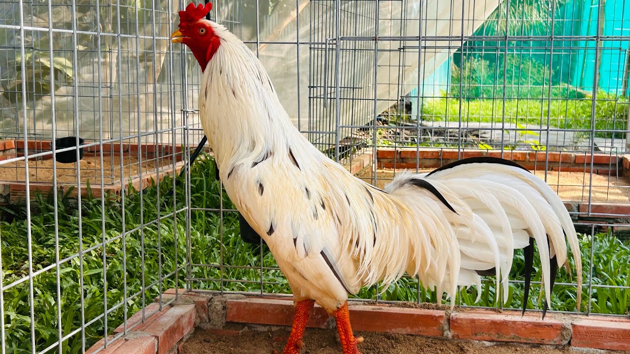 21/2 Chúc Mừng Năm Mới. 0961.496.696