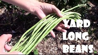 Yard Long Beans From Planting Seeds to Harvest. AKA Asparagus Beans.
