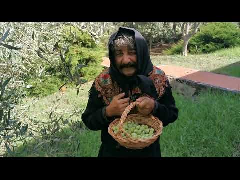 Con le olive appena raccolte preparo una ricetta buonissima !!!