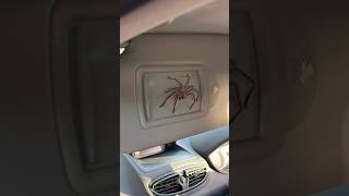 عنكبوت عايش داخل سيارة 🕷️!