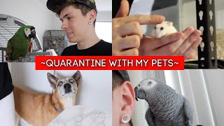 A Day in Quarantine with my Pets