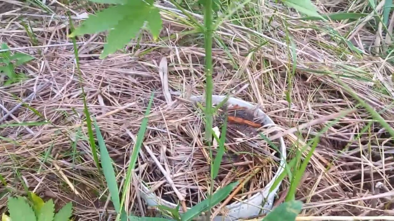 wild outdoor grow. 45 days.АУТ 2023. Growerz prod. Gorilla cookies 🍪 doswidos auto.