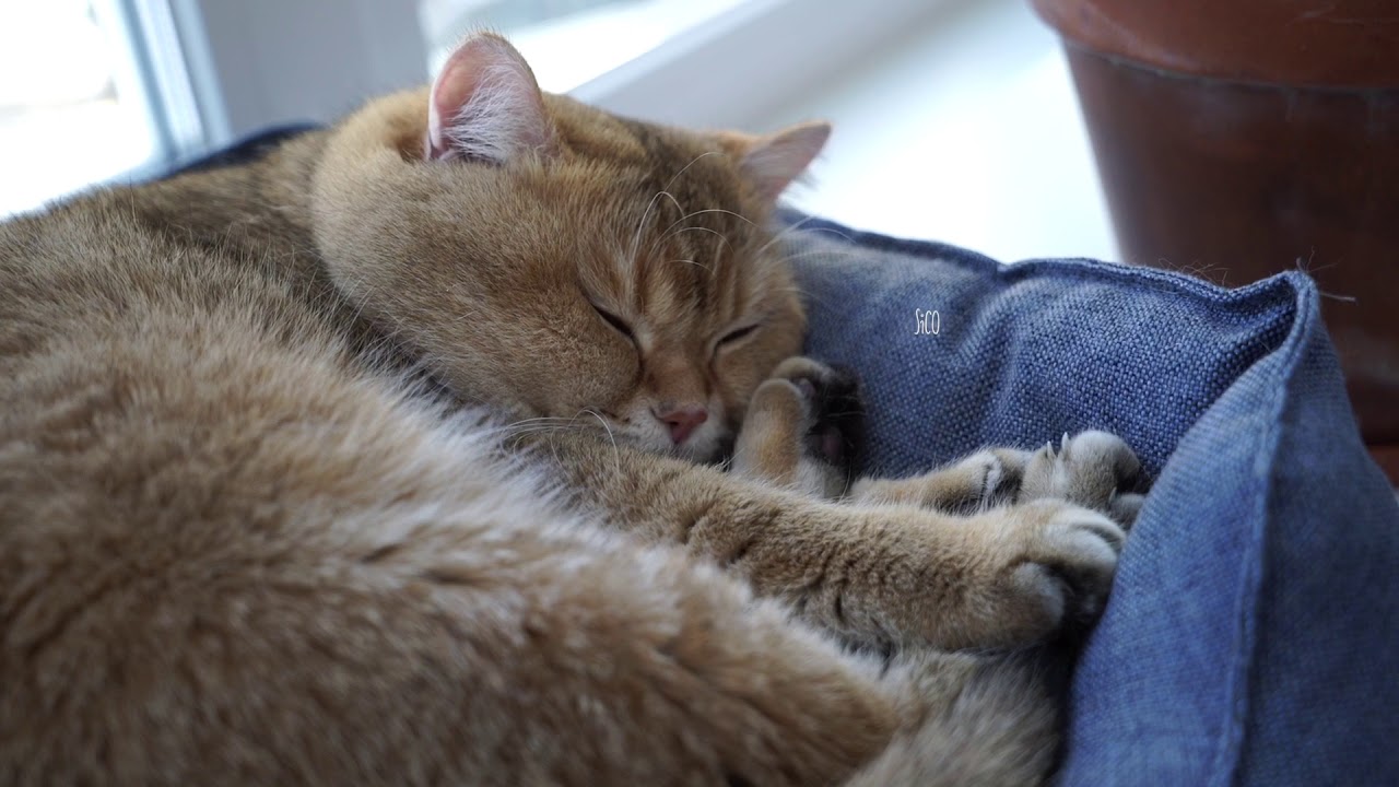 funny cats sleeping in weird positions compilation 2014 funnyplox Monday - I'm better get some sleep