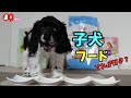 【フード選び】子犬フードどれが好きか可愛い子犬で食べ比べ