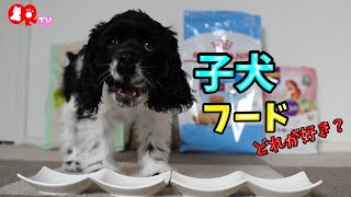 【フード選び】子犬フードどれが好きか可愛い子犬で食べ比べ