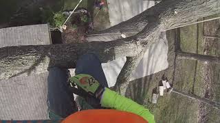 Big red oak Dismantle over House in Lima with Dave