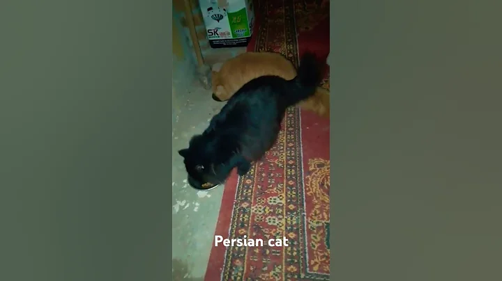 Watch the video about Persian cat white cat black ang brown cat ki vidro 😍😍 amazing video #cat #persiancat