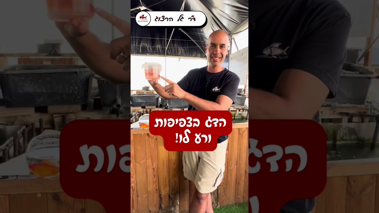 איך דגי זהב שיגעו את Ynet?