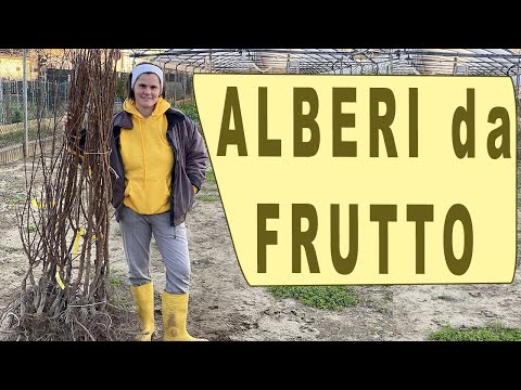 Video: Gli alberi decidui producono frutti?