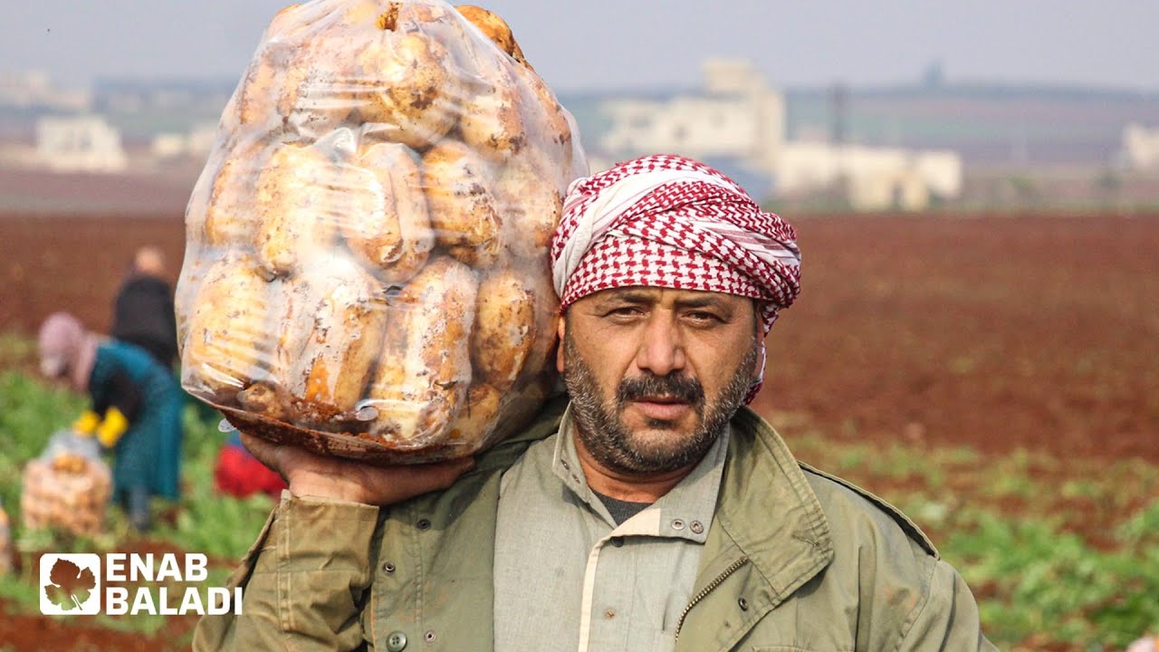 فلاحو إدلب يبدأون بقلع محصول البطاطا