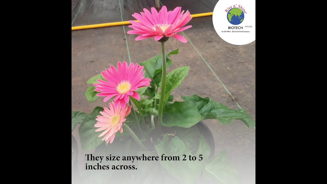 Potted Gerbera available at Rise n' Shine Nursery & Botanical Boutique | Gerbera