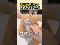 幸せな猫にしか見られない反応