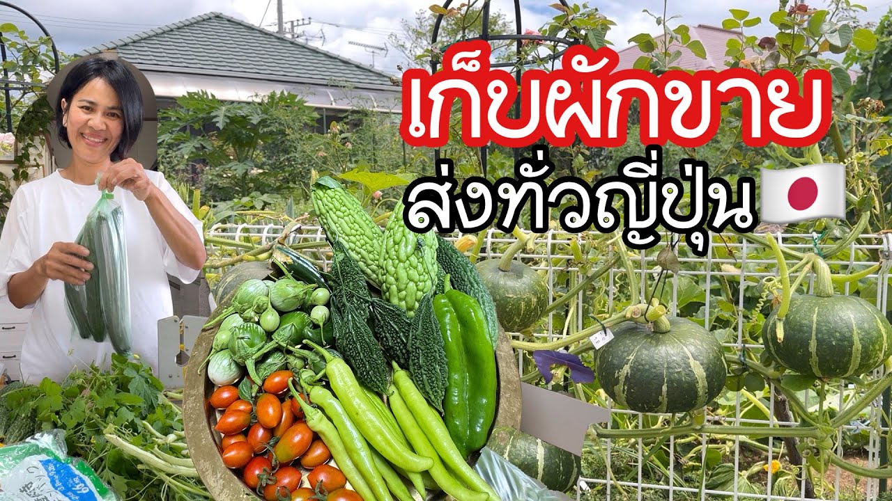 เก็บผักขายส่งทั่วญี่ปุ่น ชุดผักรวมปลอดสาร3000เยน