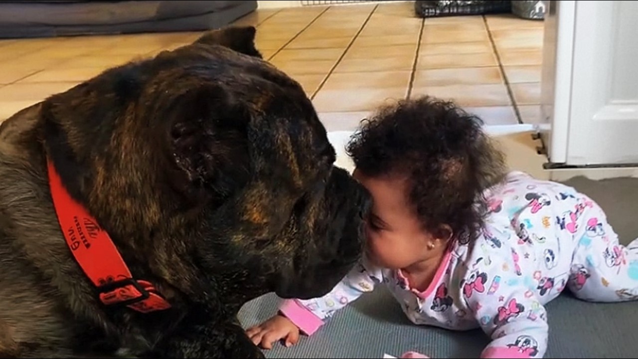 This 150lb Cane Corso Thinks This Baby Is His Own—What He Did at 2AM Proved It