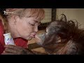 Из цирка в Крым: как приняли малышку орангутана