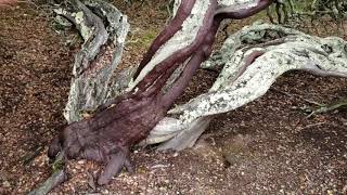 (#64) A Blue Collar Slob's Introduction to the Rare Oakland Manzanita