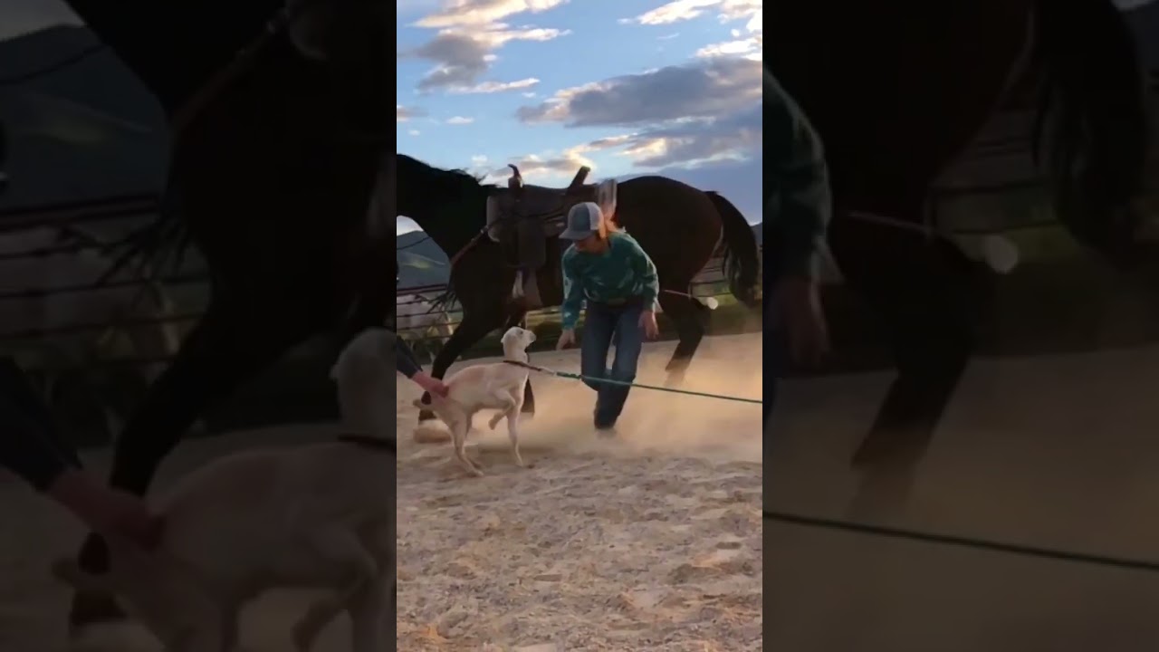 Back when I was learning how to goat tie