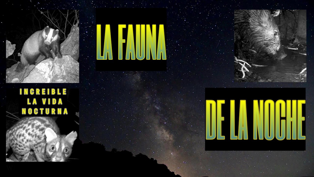 EL REINO DE LA NOCHE . Video de Fauna Nocturna #video #wildlife #naturaleza #fauna