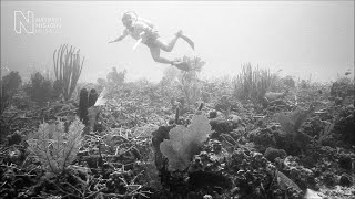 Coral reefs: lessons from the past | Natural History Museum