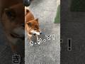 ’24.2.16 力丸が、何か言ってる気がする…何かな？ #柴犬のいる暮らし #柴犬 #柴犬の日常 #遠吠え #遠吠え犬 #力丸