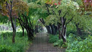 숲길에서 듣는 평화로운 빗소리, 불면증을 잊게해주는 시원한 백색소음, 마음위로, 이명개선 효과 ASMR