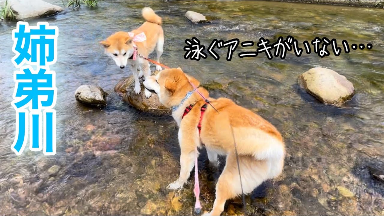 柴犬アニキがいない川遊びも一生懸命楽しむ姉弟ゆず笑コンビがとっても可愛いw