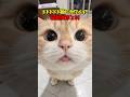 ド級に可愛い! #猫 #cat #cats #cute